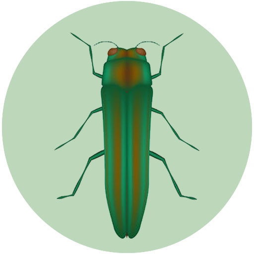 Wood Borer